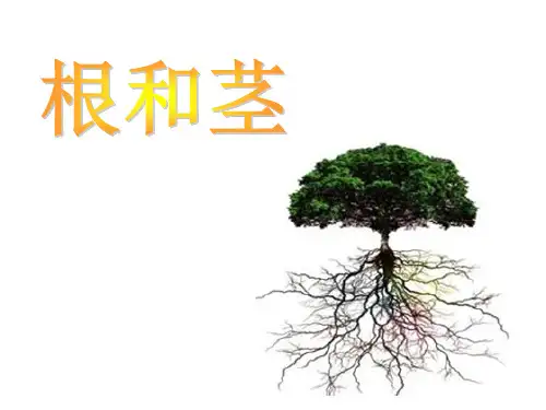 《根和茎》完整版课件苏教版科学2