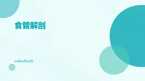 (医学课件)食管解剖