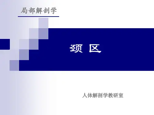 局部解剖学——颈部