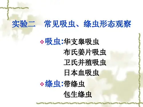 常见吸虫、绦虫形态观察