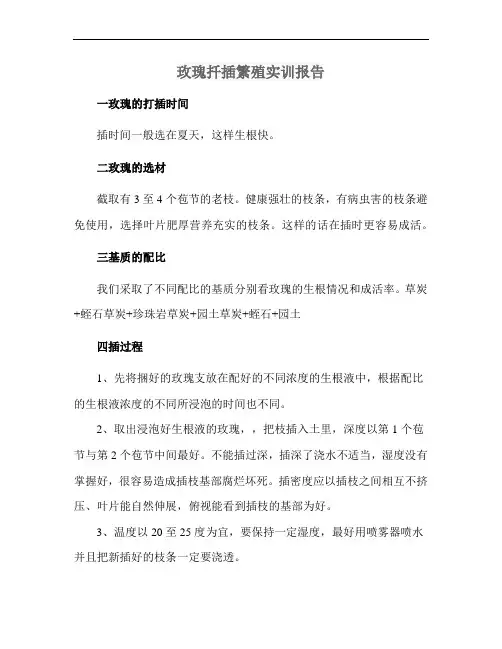 玫瑰扦插繁殖实训报告
