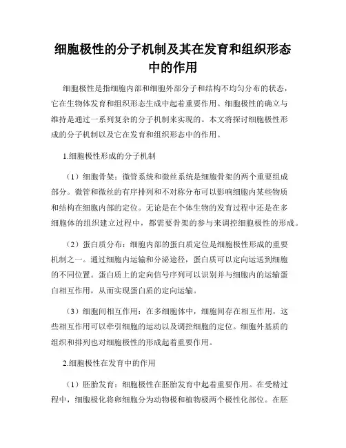 细胞极性的分子机制及其在发育和组织形态中的作用