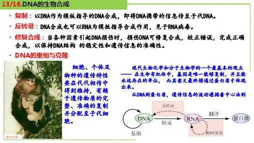 DNA的生物合成