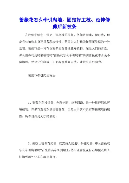 蔷薇花怎么牵引爬墙,固定好主枝、延伸修剪后新枝条
