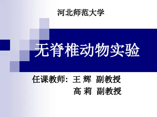 草履虫的观察