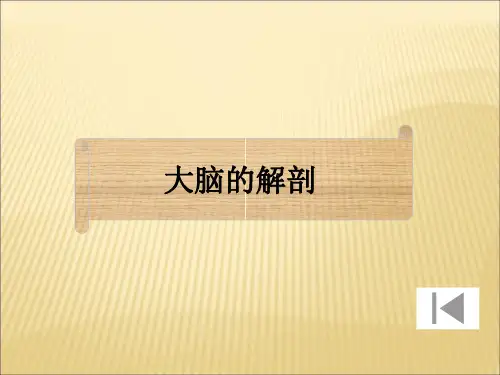 大脑的解剖