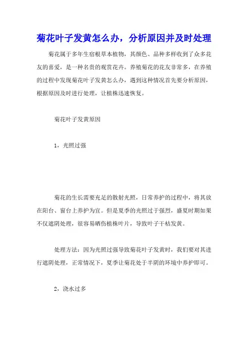 菊花叶子发黄怎么办,分析原因并及时处理