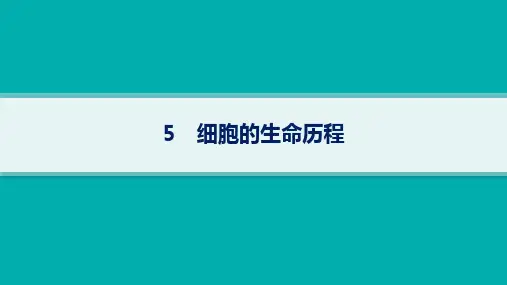 2024届高考二轮复习生物课件(新教材)：细胞的生命历程