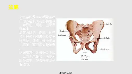 女性盆腔解剖及TVTTVTO治疗女性SUIPPT课件