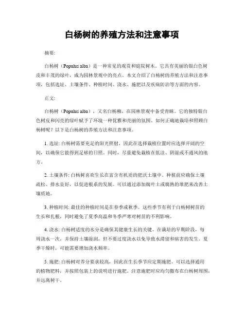 白杨树的养殖方法和注意事项