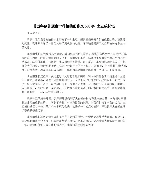 【五年级】观察一种植物的作文600字 土豆成长记