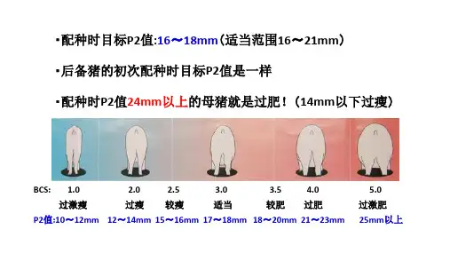 关于猪背标测定P2值