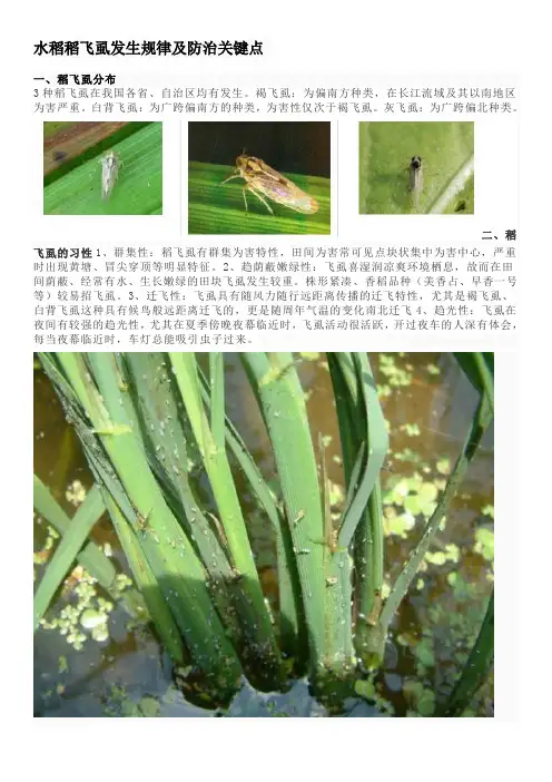 水稻稻飞虱发生规律及防治关键点