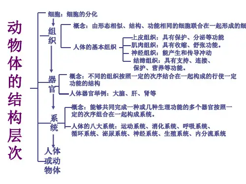 动物体的结构层次知识结构图