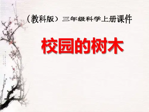 教科版三年级科学上册《校园的树木》PPT课件(6篇)