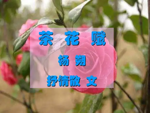 初中语文八年级《杨朔茶花赋》