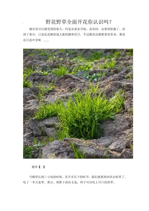 各种野花野草