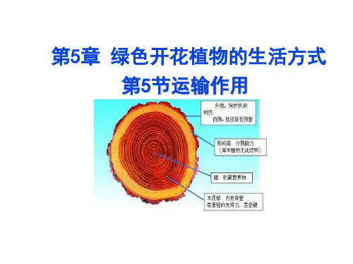 生物七年级上北师大版3-5-5运输作用课件(15张)
