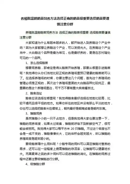 养殖脱温鹅鹅苗饲养方法选择正确的鹅苗很重要选择鹅苗要谨慎注意分群