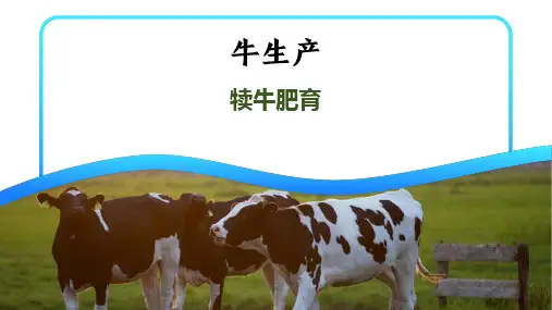 犊牛肥育课件(共18张PPT)《牛生产》
