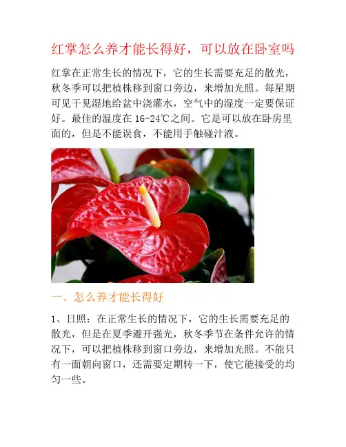 红掌怎么养才能长得好,可以放在卧室吗