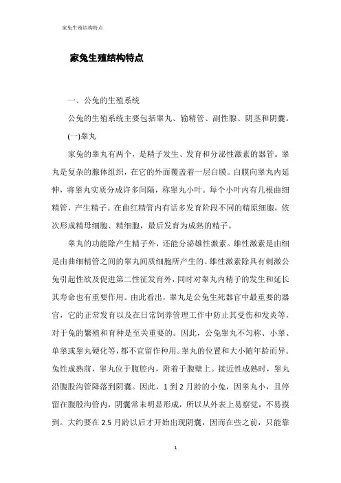 家兔生殖结构特点