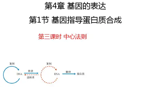 4.1基因指导蛋白质的合成第3课时
