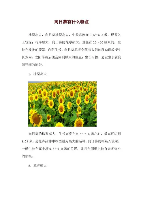 向日葵有什么特点
