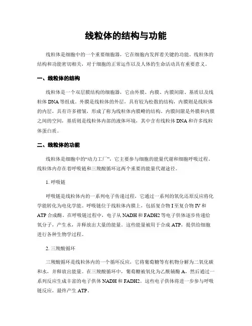 线粒体的结构与功能