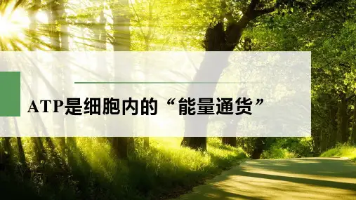 ATP是细胞内的“能量通货”  生物浙科版2019 一轮复习