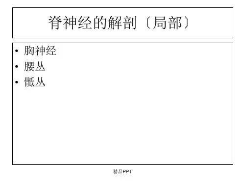 脊神经(胸神经、腰丛、骶丛)
