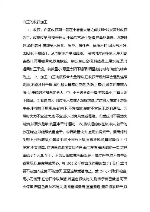 白芷的收获加工
