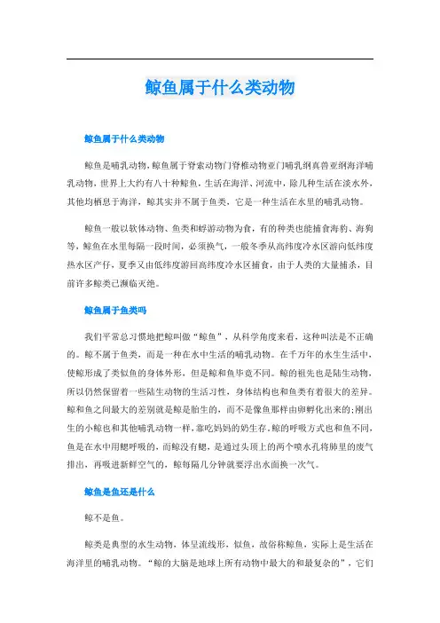 鲸鱼属于什么类动物