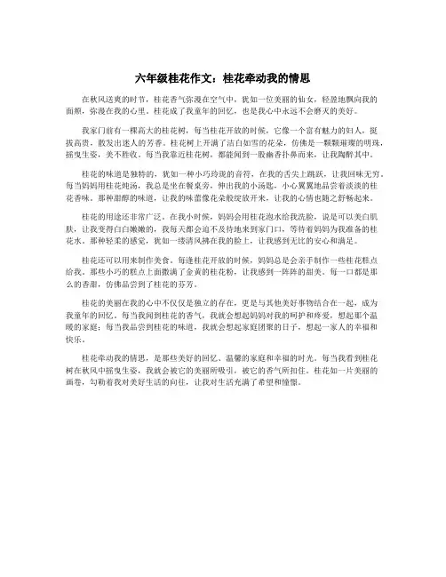 六年级桂花作文：桂花牵动我的情思