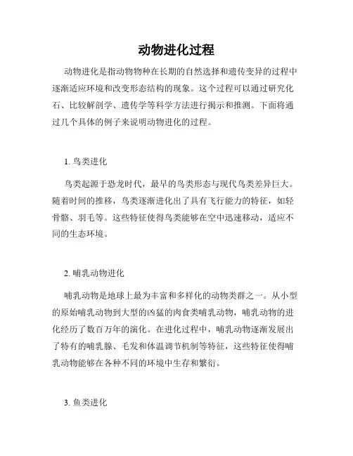 动物进化过程