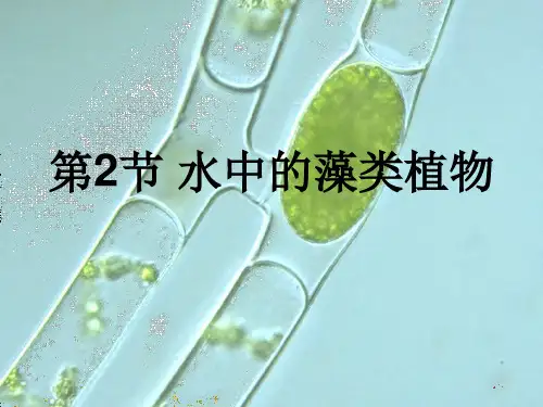 《第2节 水中的藻类植物》课件1