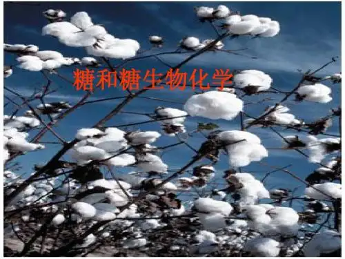 糖与糖生物化学