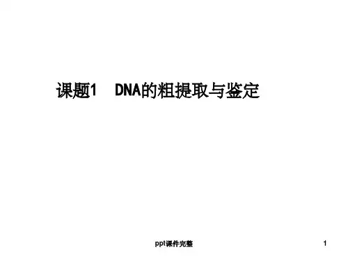DNA的提取(34张)ppt课件