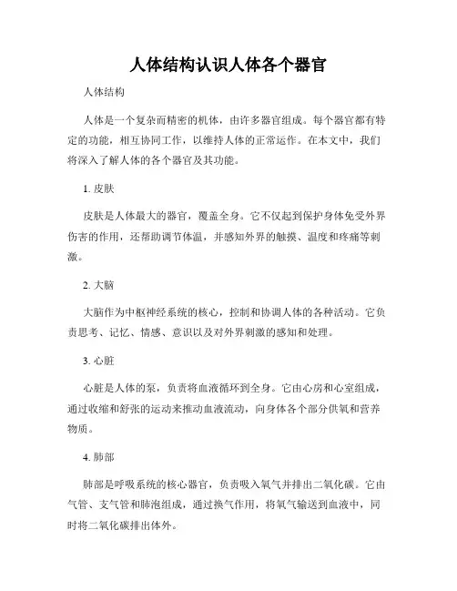 人体结构认识人体各个器官