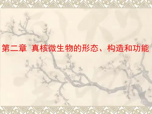 第二章 真核微生物的形态、构造和功能