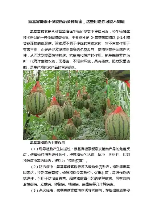 氨基寡糖素不仅能防治多种病害，这些用途你可能不知道