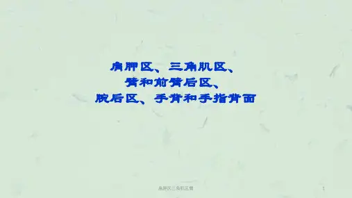 肩胛区三角肌区臂课件