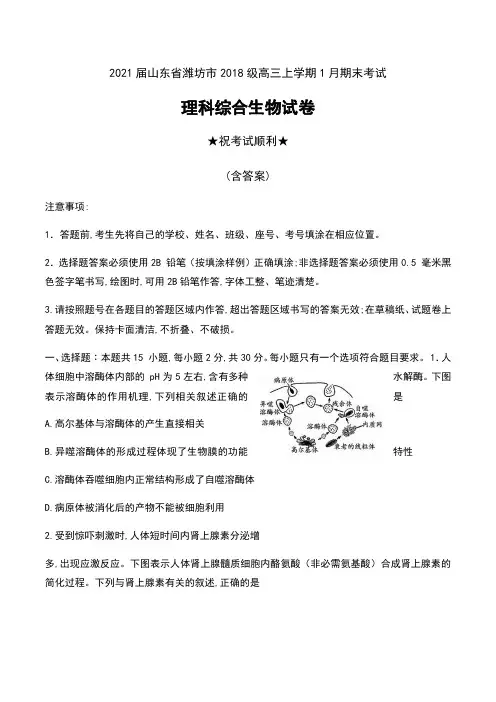 2021届山东省潍坊市2018级高三上学期1月期末考试理科综合生物试卷及答案