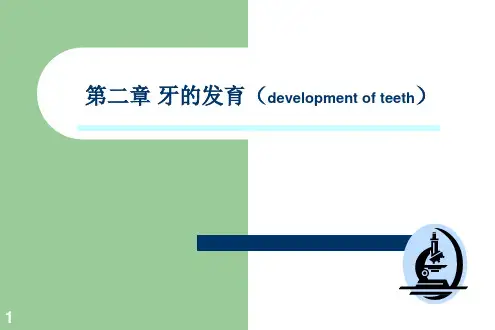 牙的发育