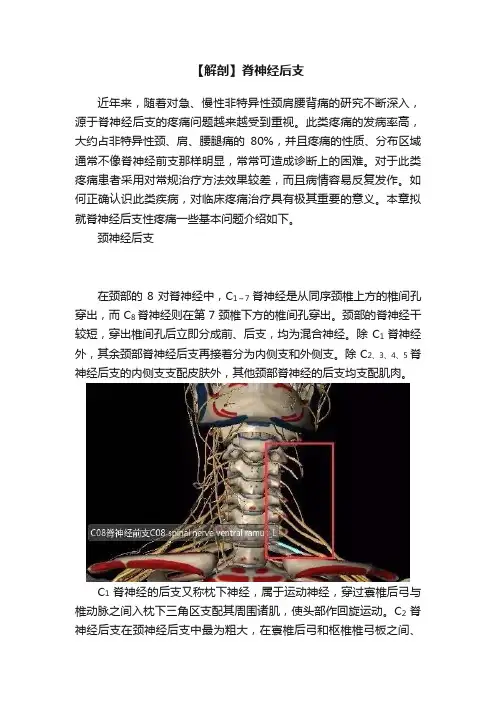 【解剖】脊神经后支