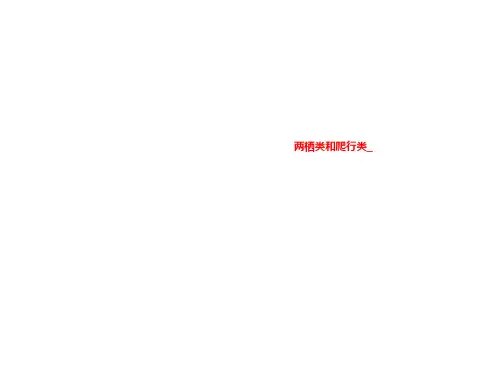 两栖类和爬行类_