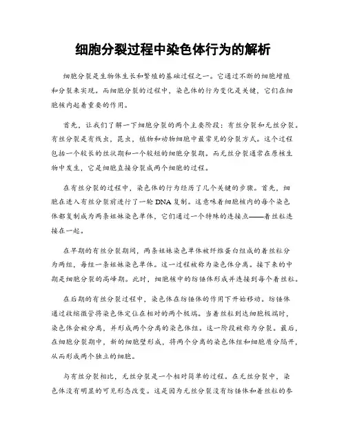 细胞分裂过程中染色体行为的解析