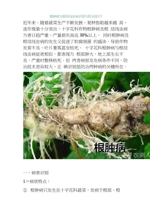 根肿病与根结线虫的区别