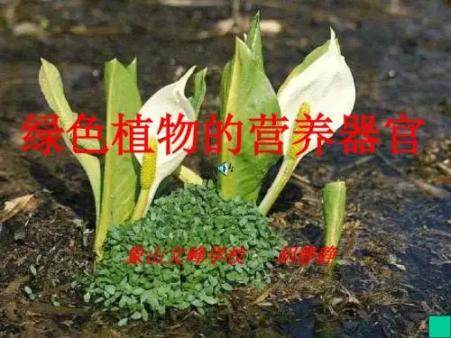 绿色植物的营养器官华师大版
