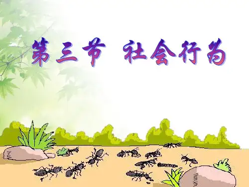 社会行为 (PPT课件)